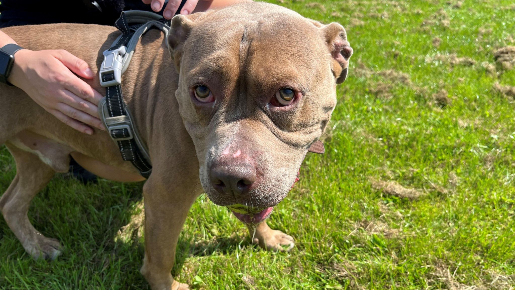 Draygo is standing in a field. He is looking up at the camera.