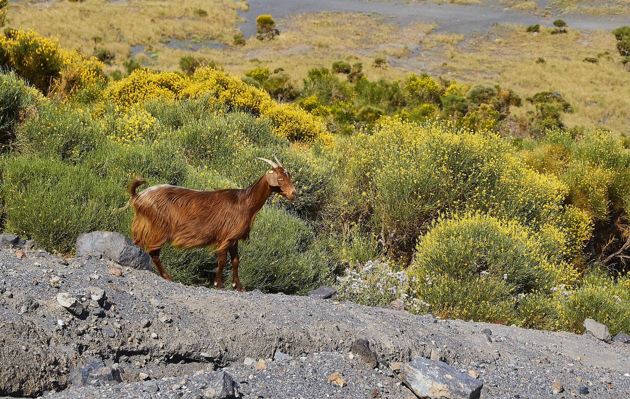 A brown goat standing on lava rock in front of yellow foliage