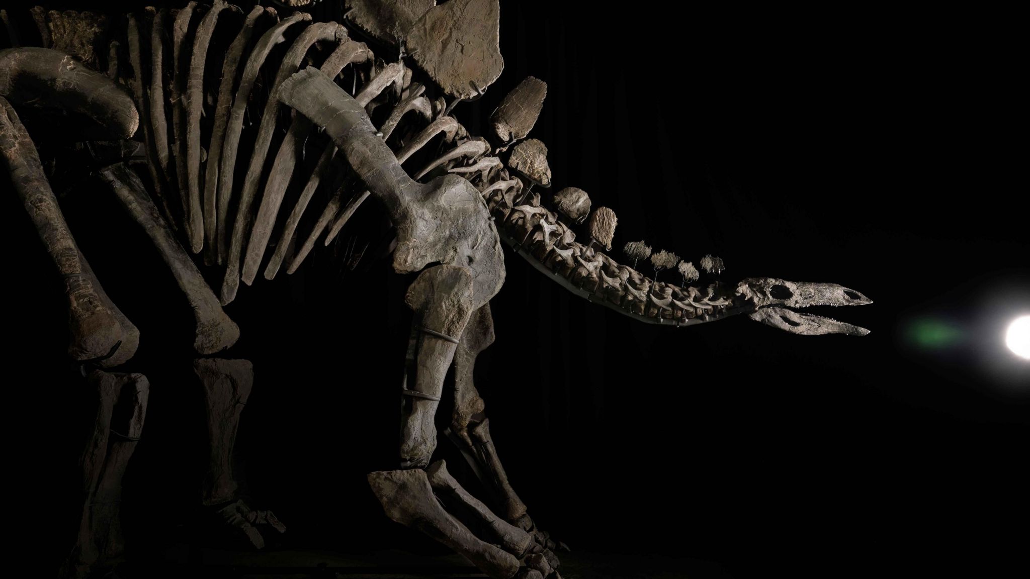 Largest stegosaurus fossil ever found is up for sale - BBC Newsround