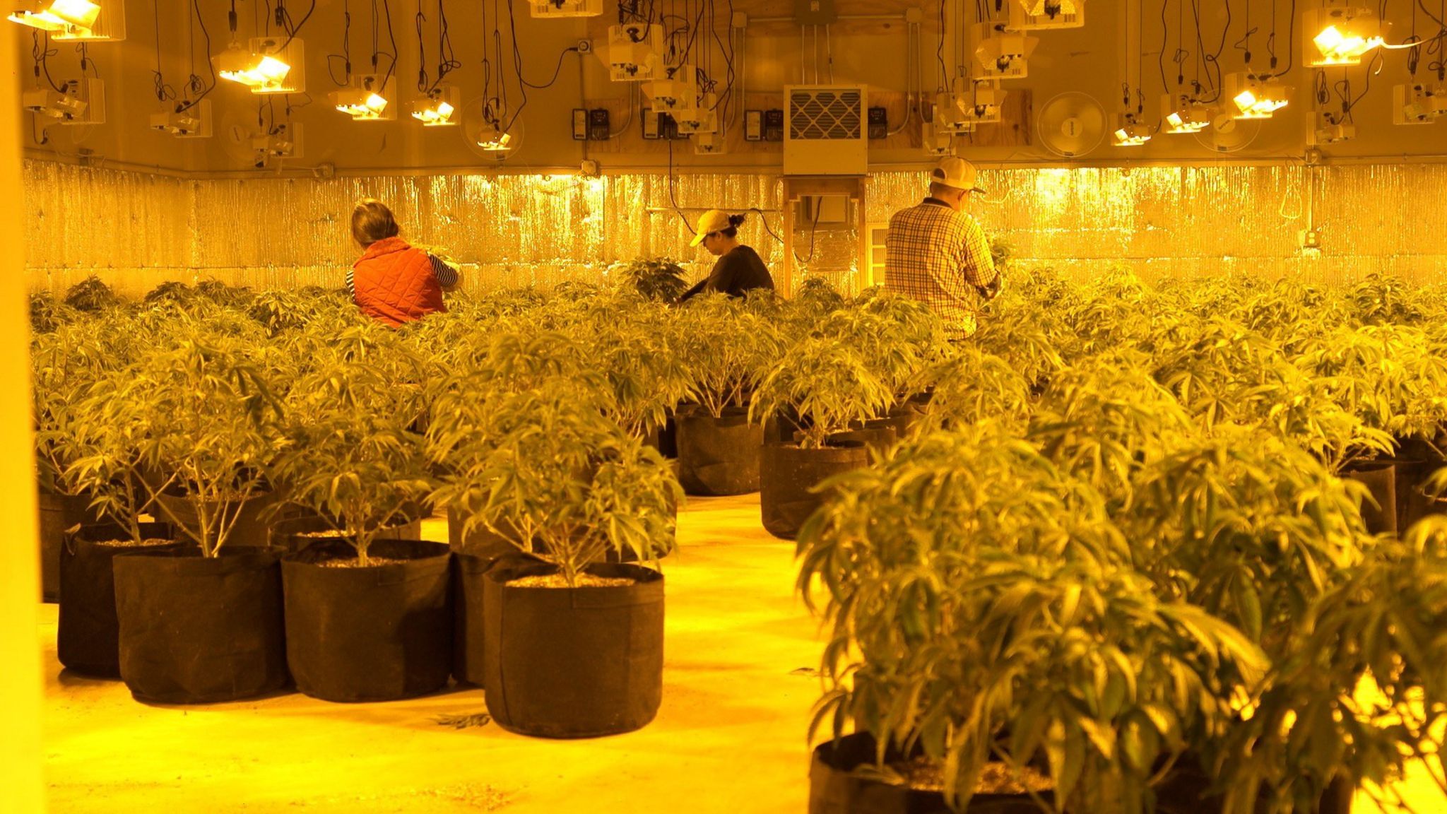 Chinese workers on a cannabis farm