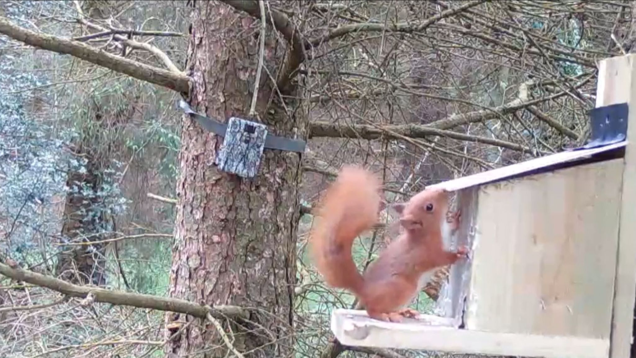 Red squirrel at nesting box in Parc y Bwlch in May 2022