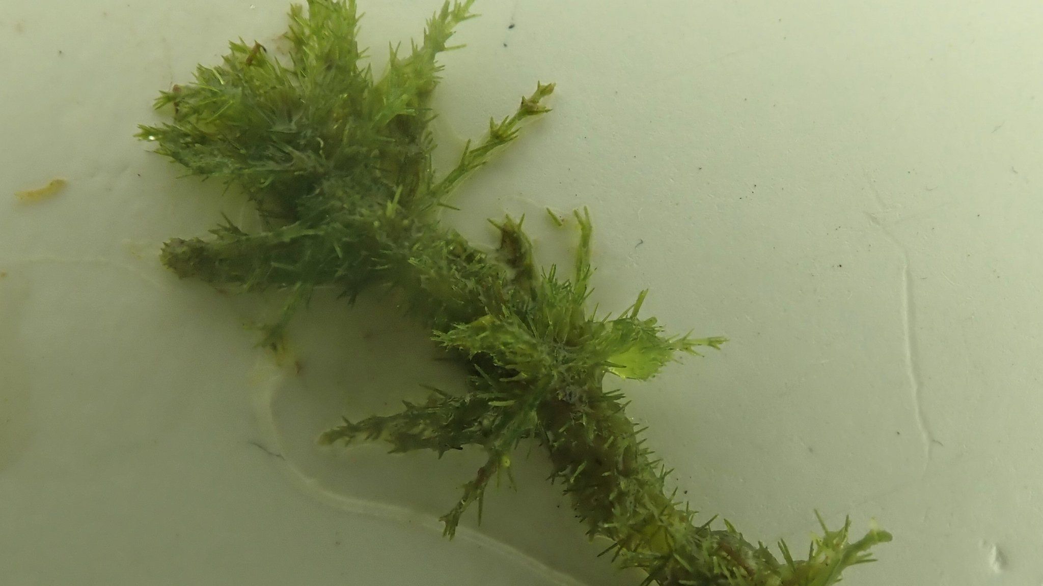 Rare bearded stonewort