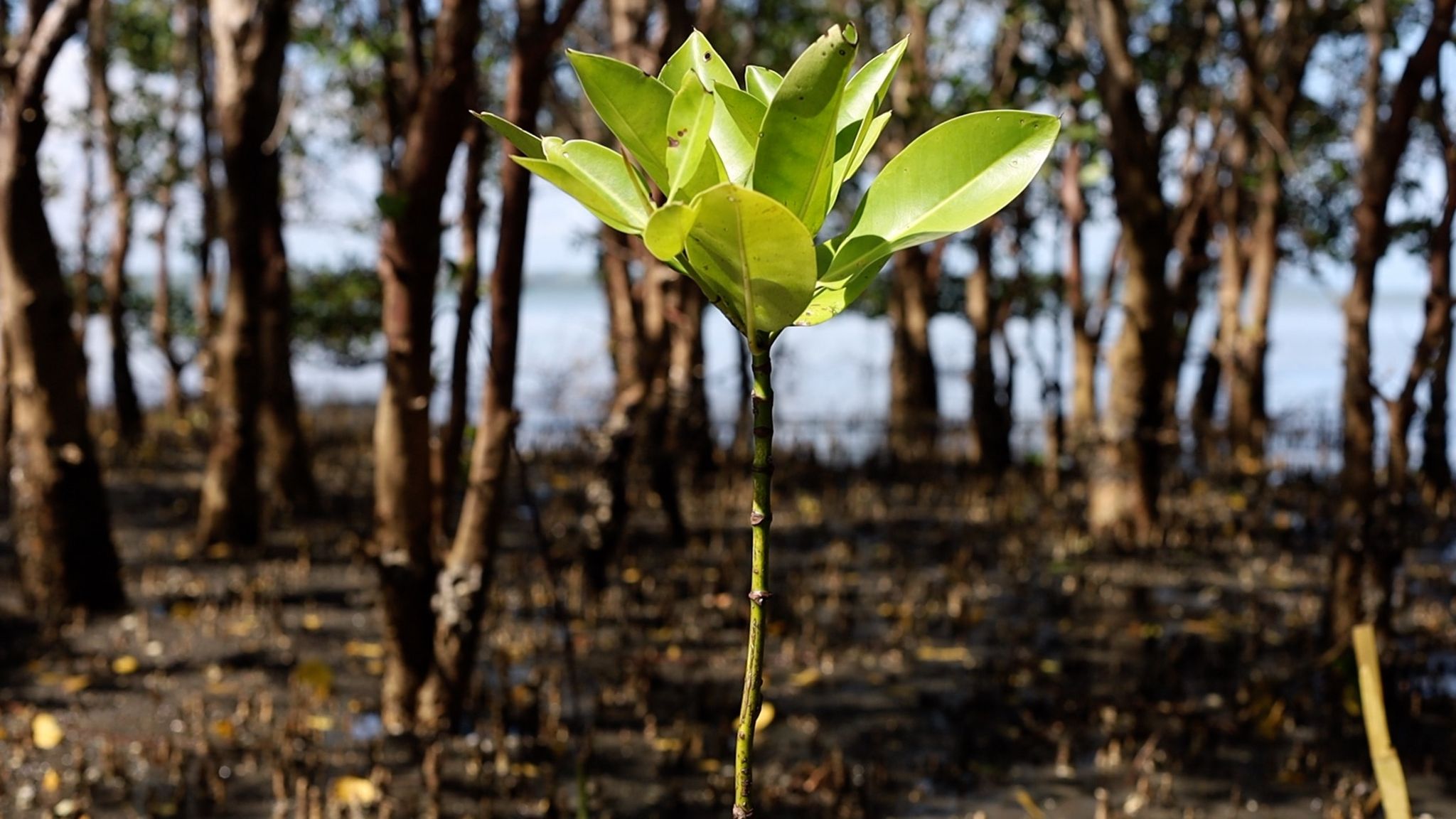 A single mangrove plant