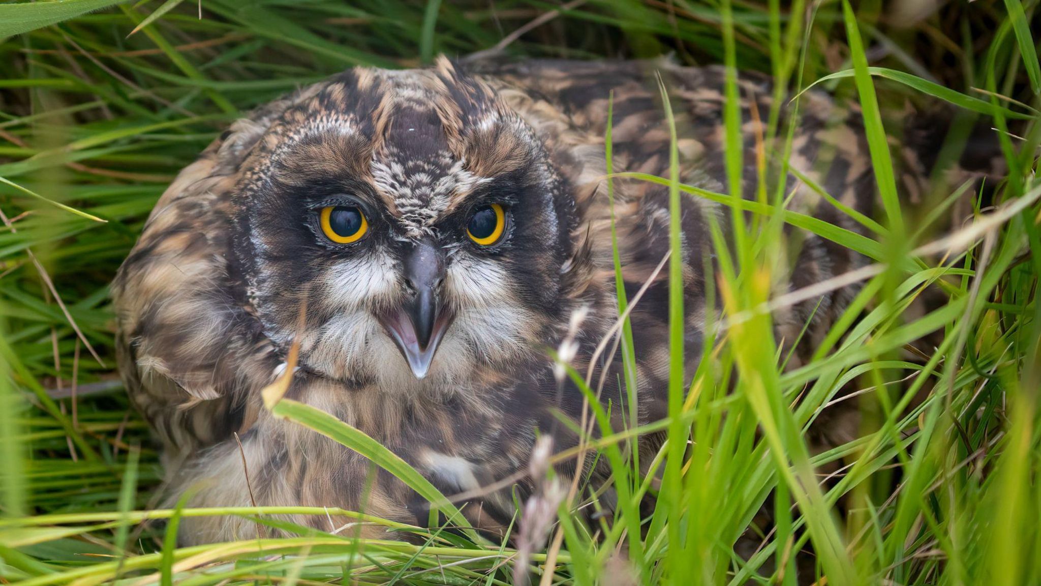 A small owl in green grass. The owl is brown and black, with dashes of white feathers. It's black beak is open and its eyes are bright yellow with large black pupils