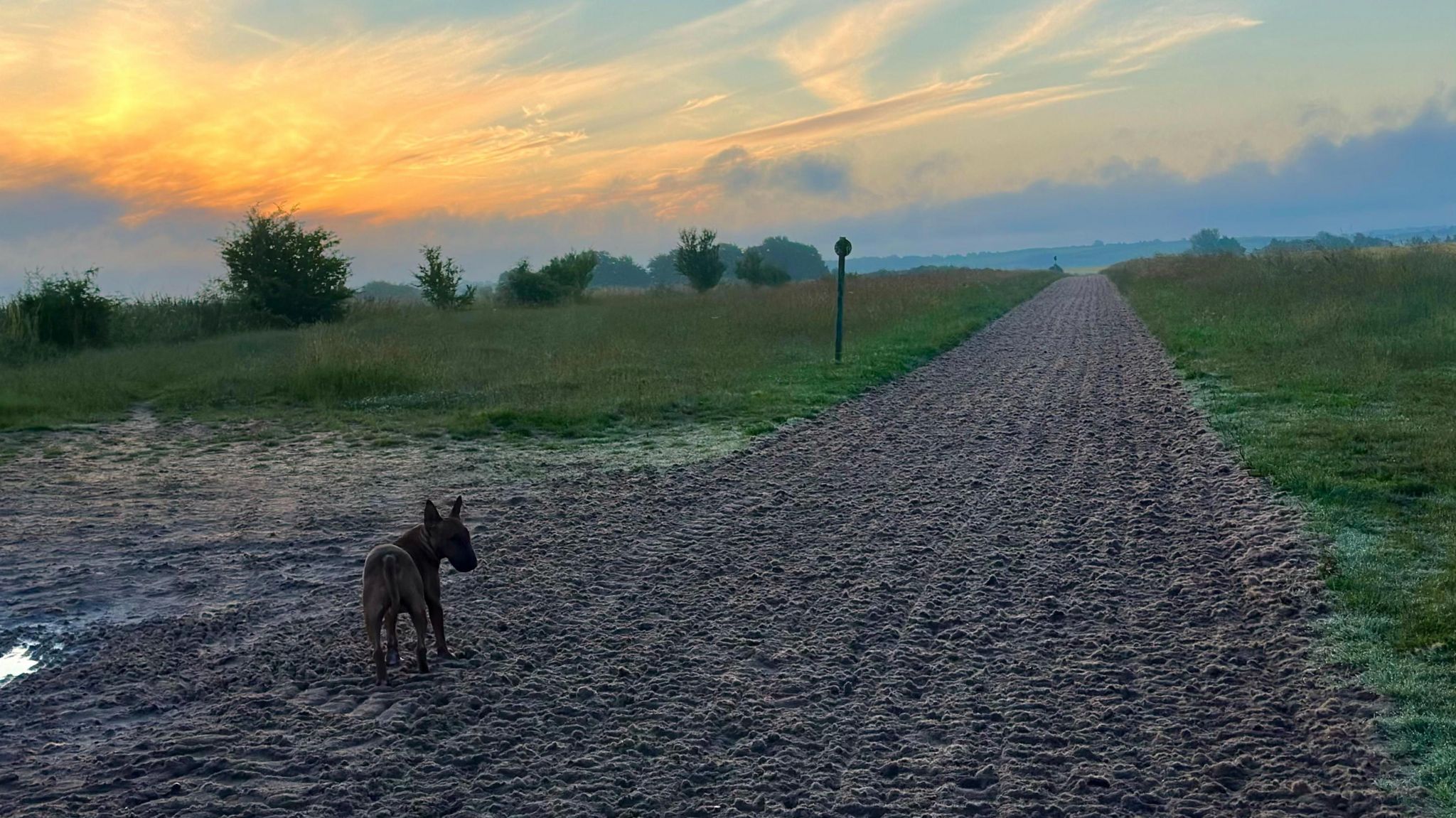 WEDNESDAY - An early morning view straight up the horse gallops in Lambourn with a bull terrier dog stood to it's side - the sun is just beginning to turn the sky yellow as it shines through the clouds