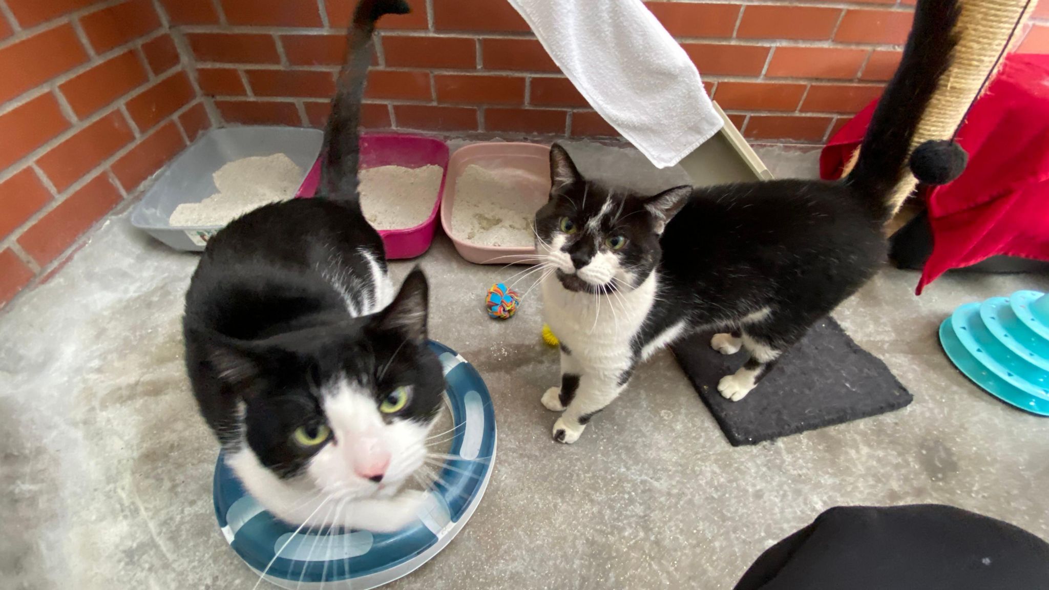 Penguin and Puffin, two black and white male cats. They are looking up at the camera in a rescue shelter, surrounded by toys, scratching posts and litter trays.