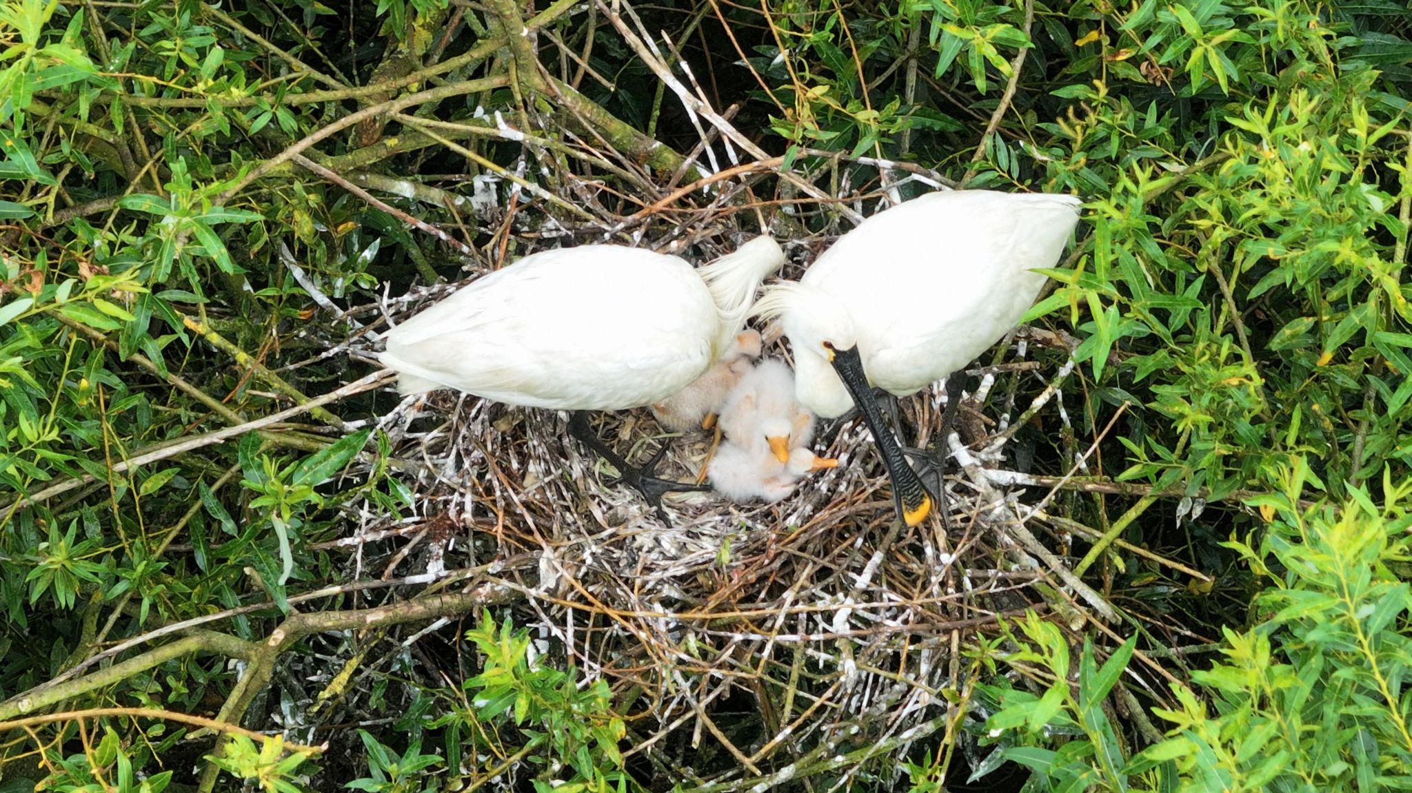 A spoonbill pair care for chicks in their nest