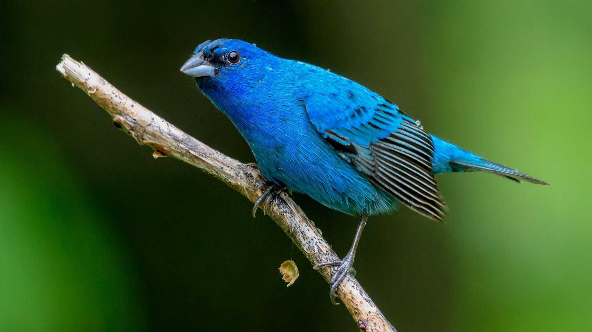 A small bright blue bird perched on a twig.