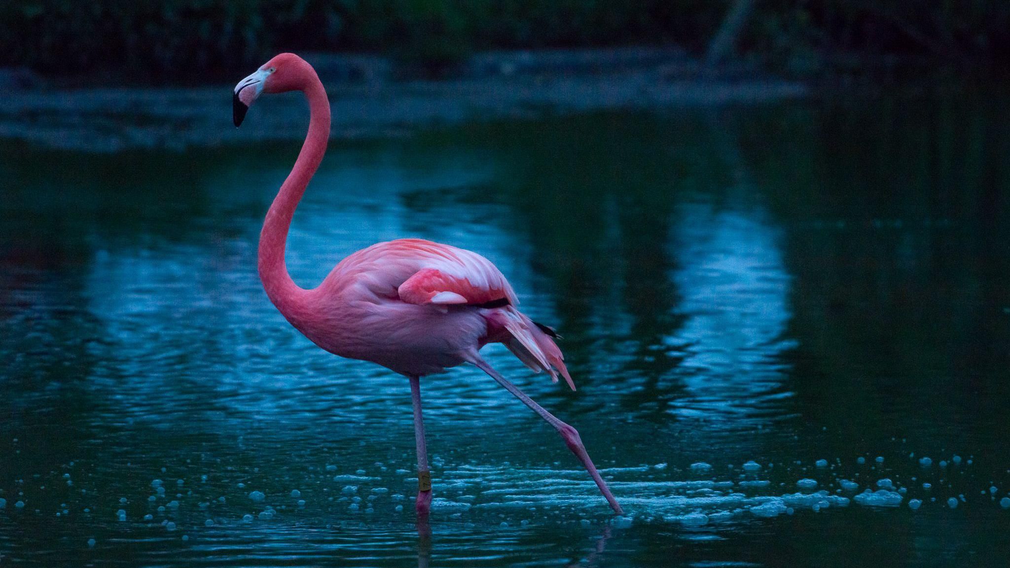 Flamingo on one leg in the water.