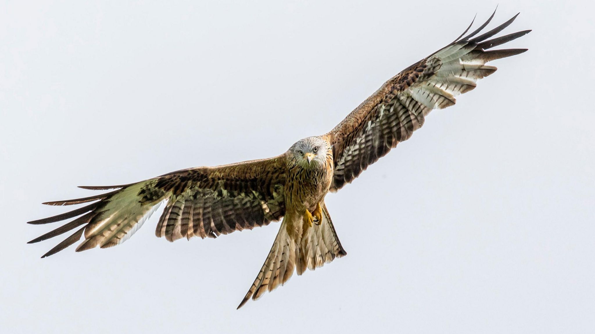 Undated handout photo issued by the RSPB of an adult red kite in flight in Wales.