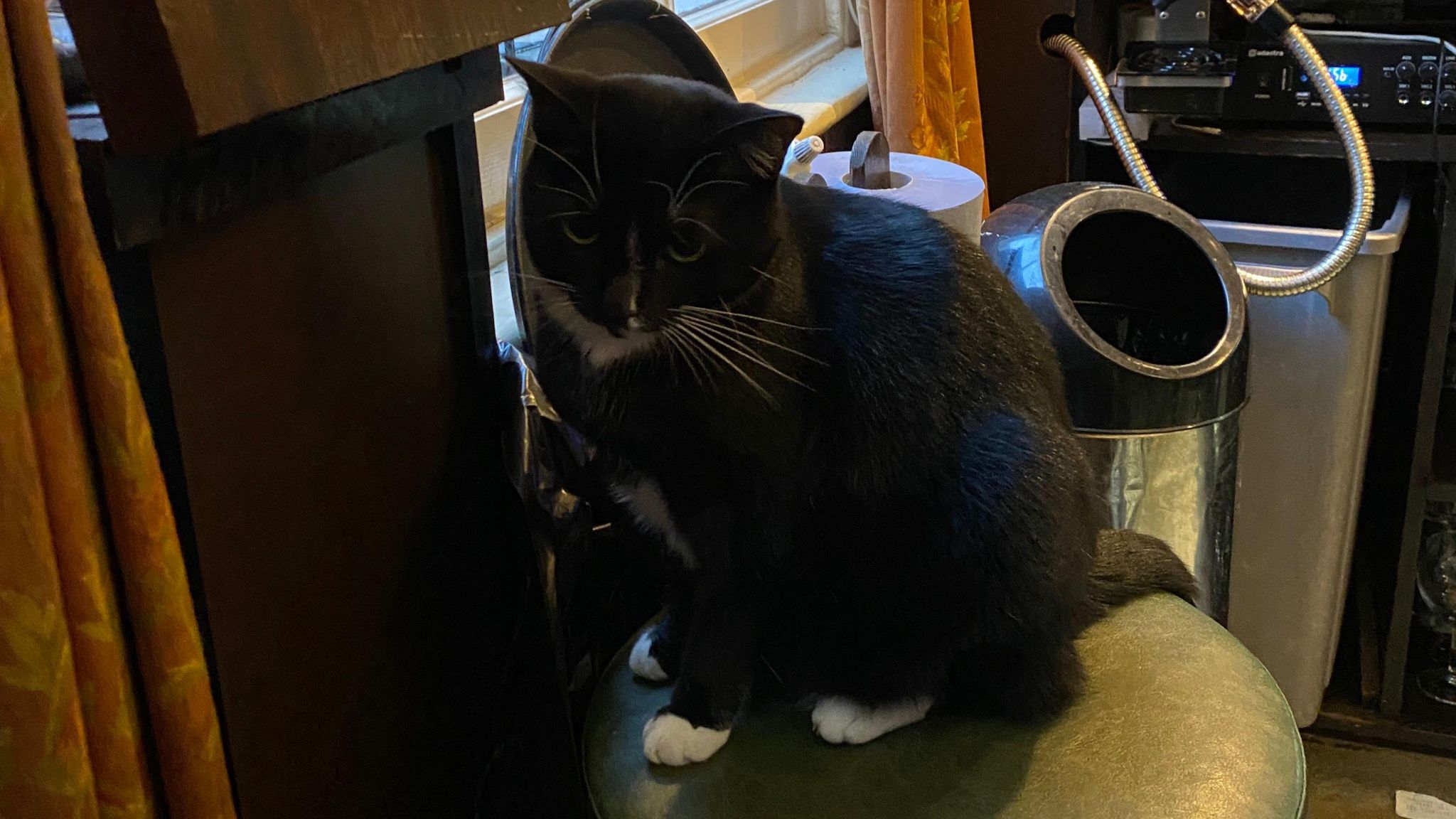 A black and white cat at the Wellington pub in Birmingham