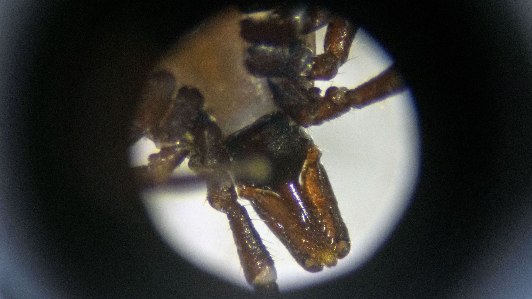 View of tick's mouth as seen through a microscope