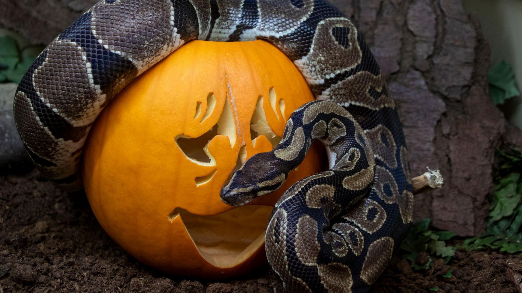 Snake slithering over a carved pumpkin
