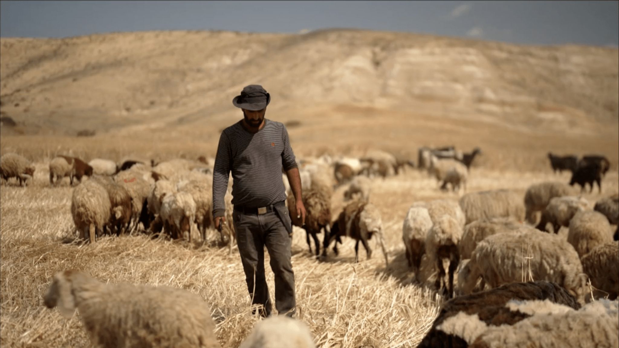 Ahmad, with a long-sleeved t-shirt and a rimmed hat covering his face, walks in the sun through a field surrounded by his flock of sheep