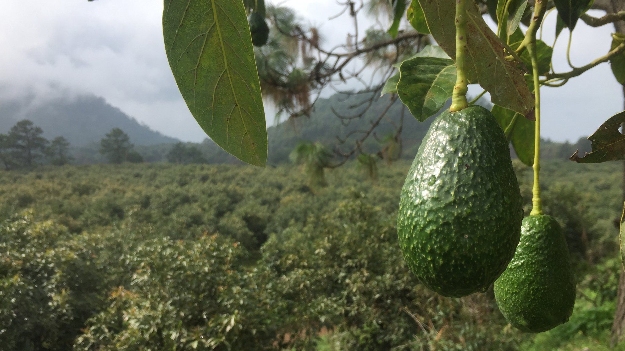 Avocados in a field in Michoacan