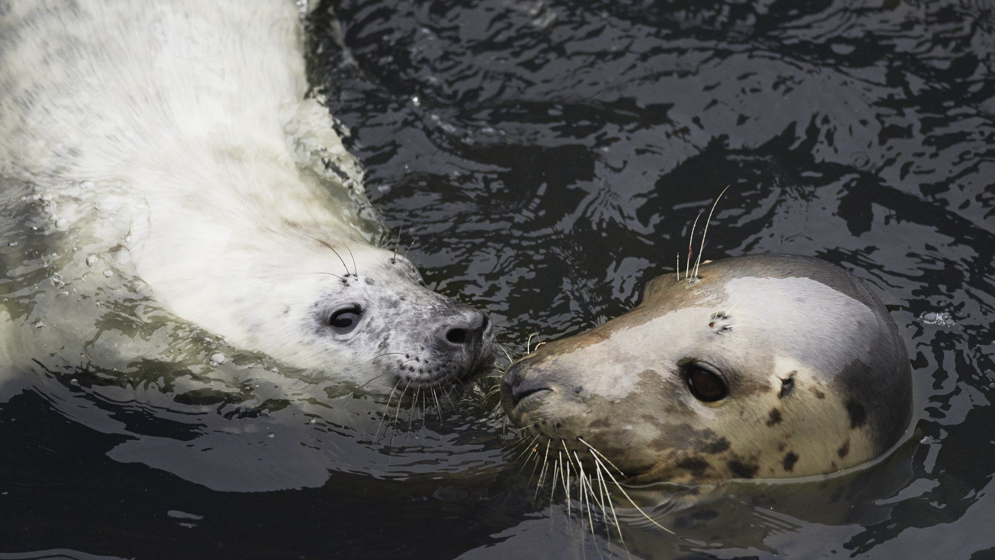 Seal and calf