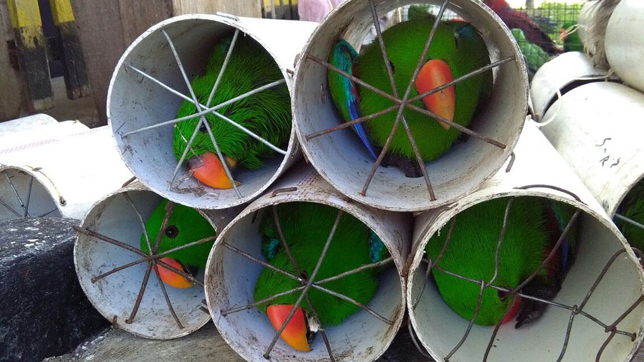 Eclectus parrots stuffed inside drainage pipes following a raid