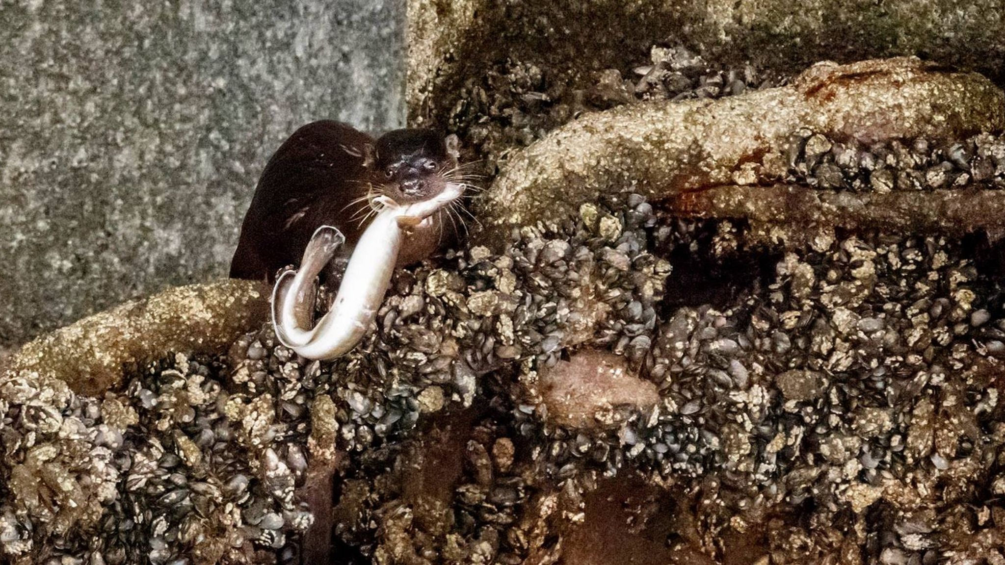Otter photographed landing big fish on Kessock Bridge BBC News