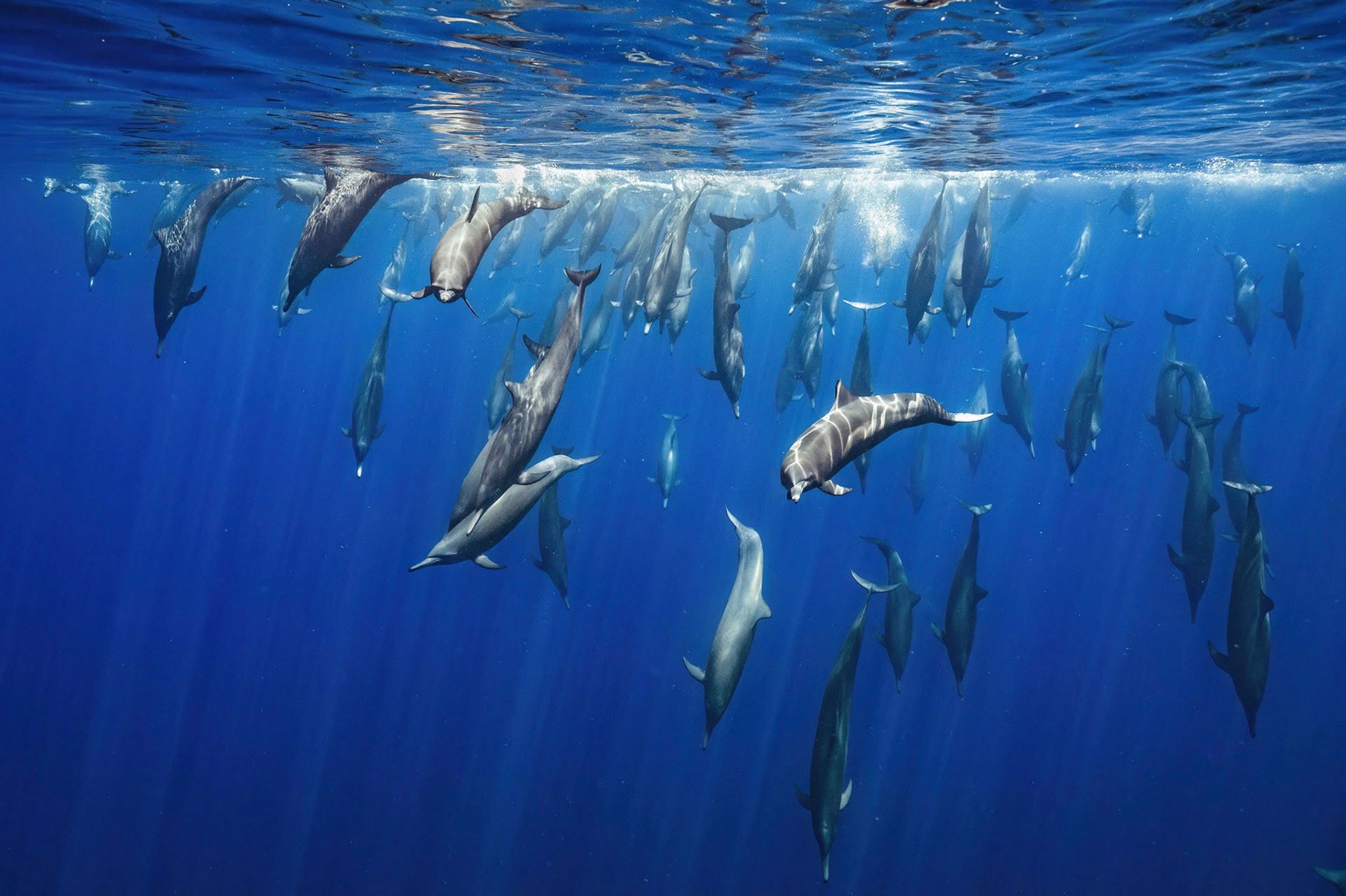 A pod of Spinner Dolphins dives back into the beautifully lit waters of the Pacific Ocean