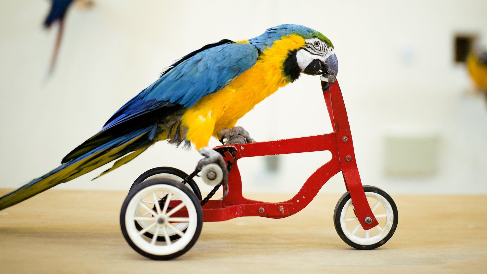 Bird riding a bike