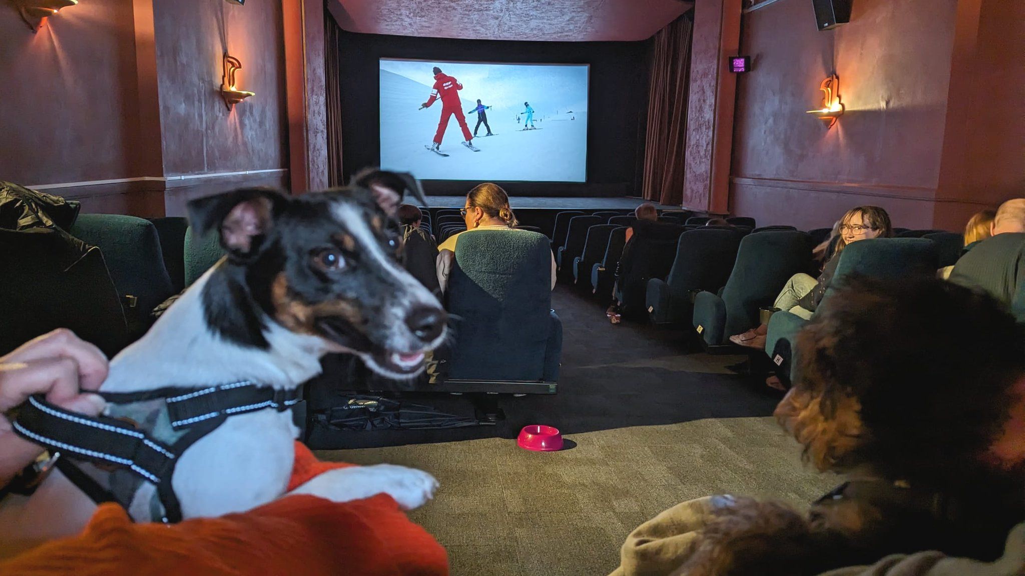 Dogs in cinema