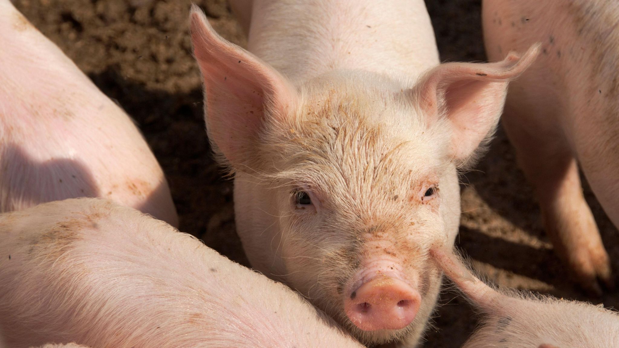 A group of pink pigs, with one in the centre looking at the camera. 