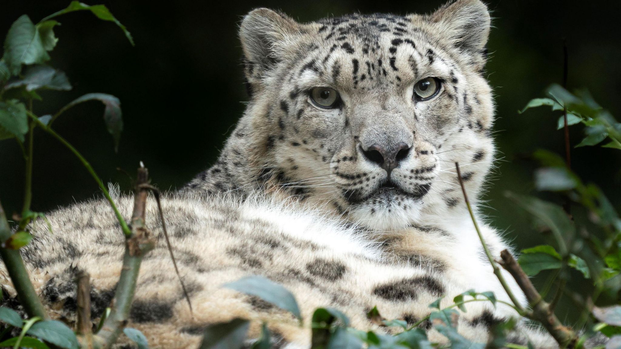 Irina a white and black snow leopard lying down among some green leaves and branches staring intensely at the camera