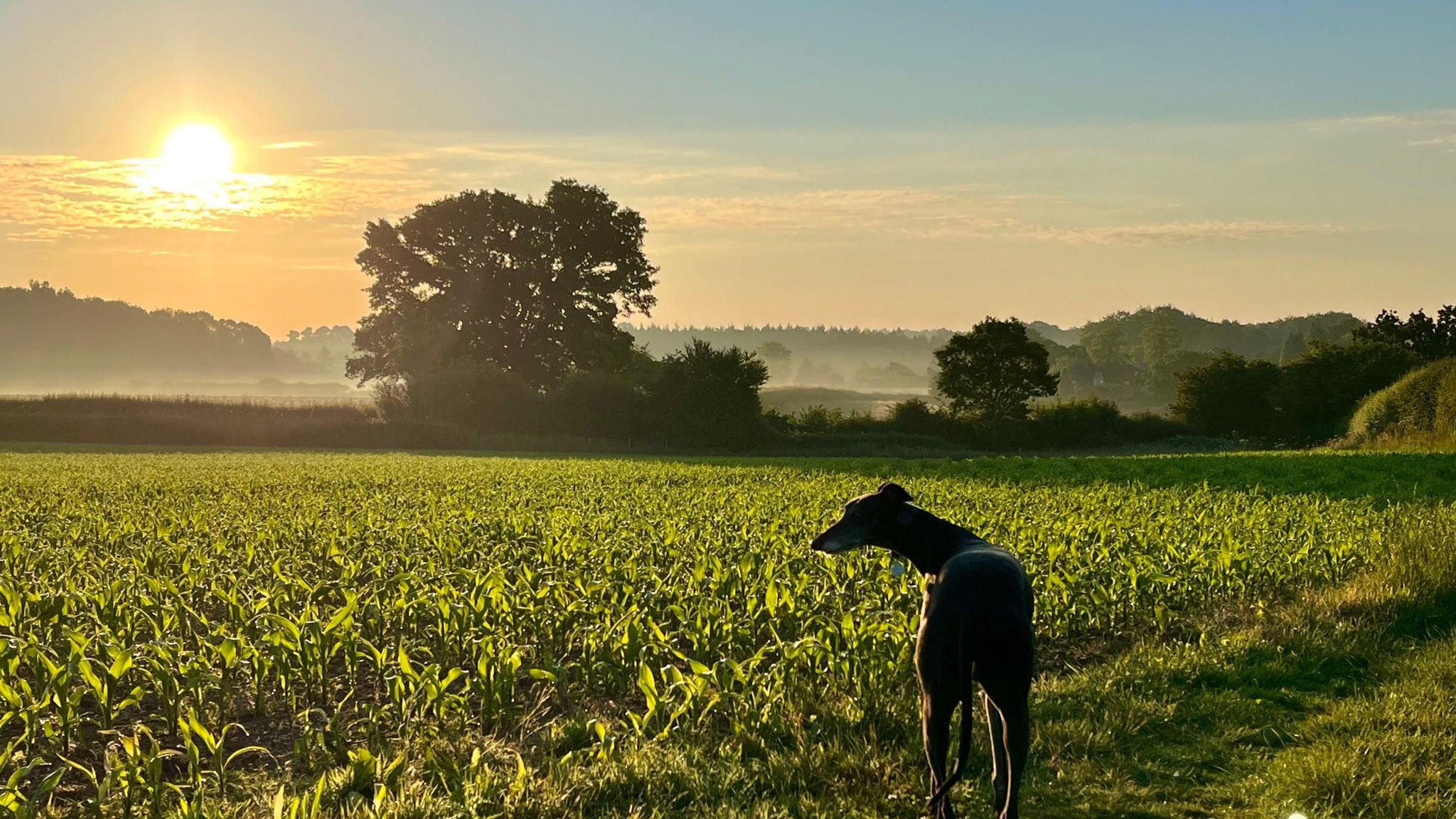 Dog in field with sun behind