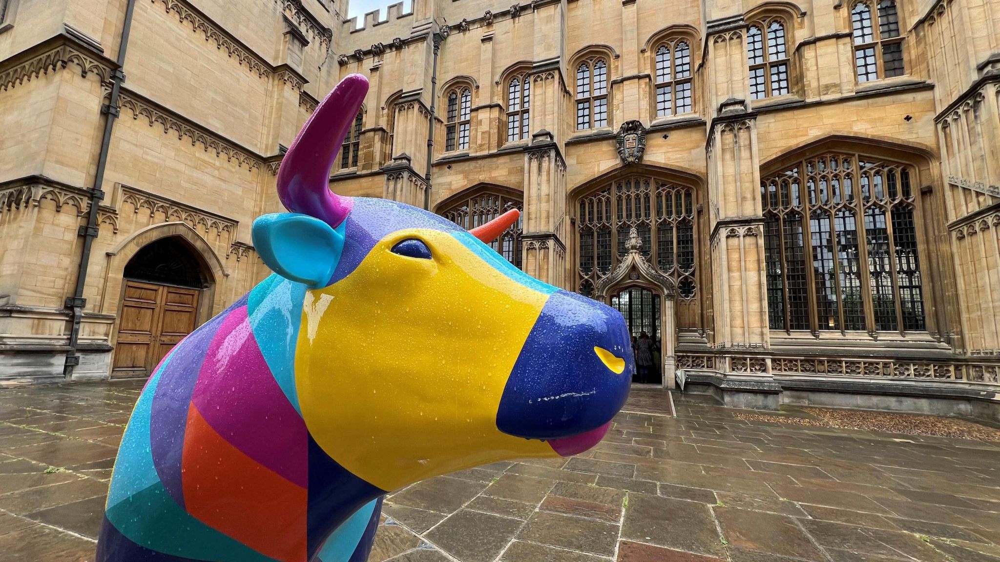 A sculpture of a colourful ox in Oxford in front of a college building on a rainy day. The sculpture is covered with raindrops