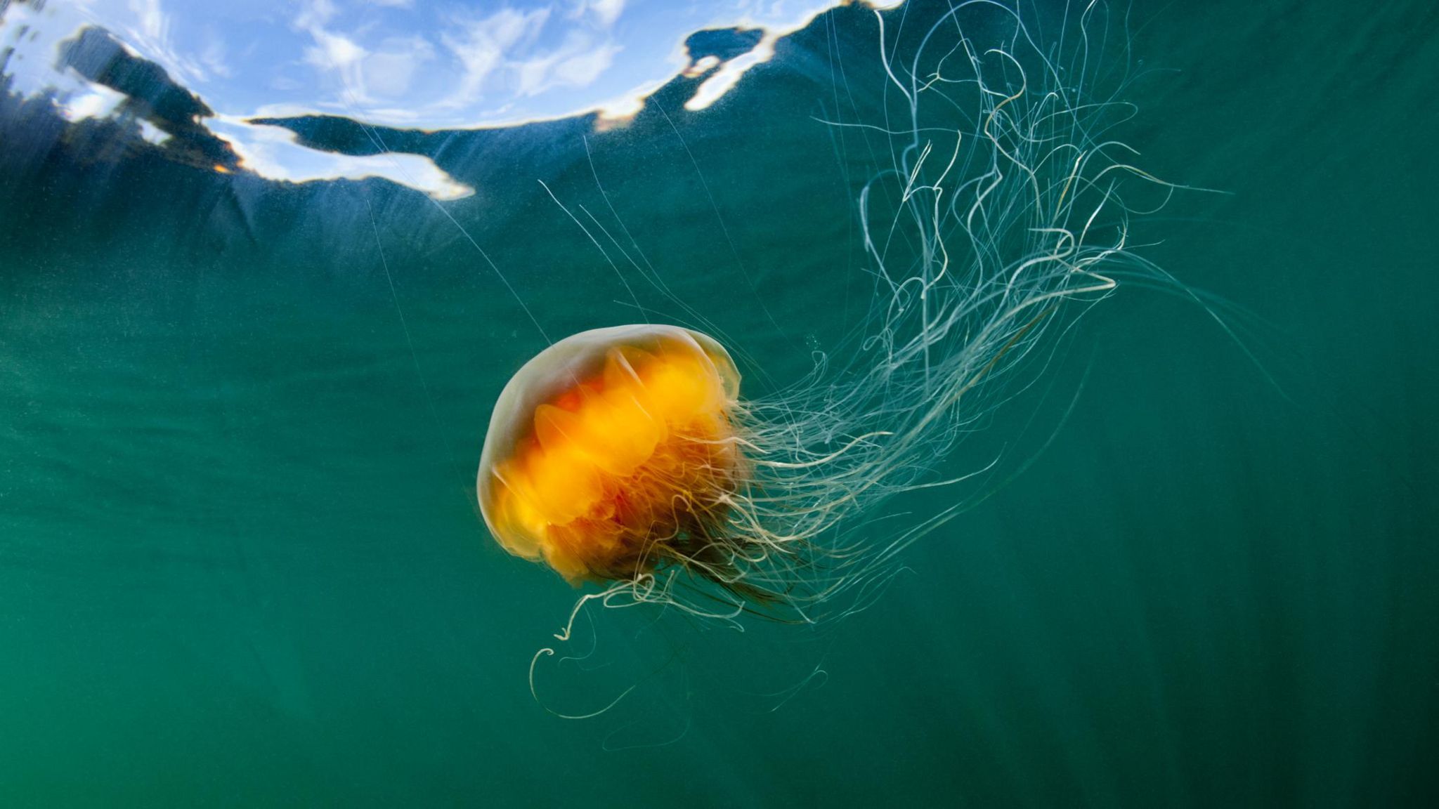 Lion's mane jellyfish swimming