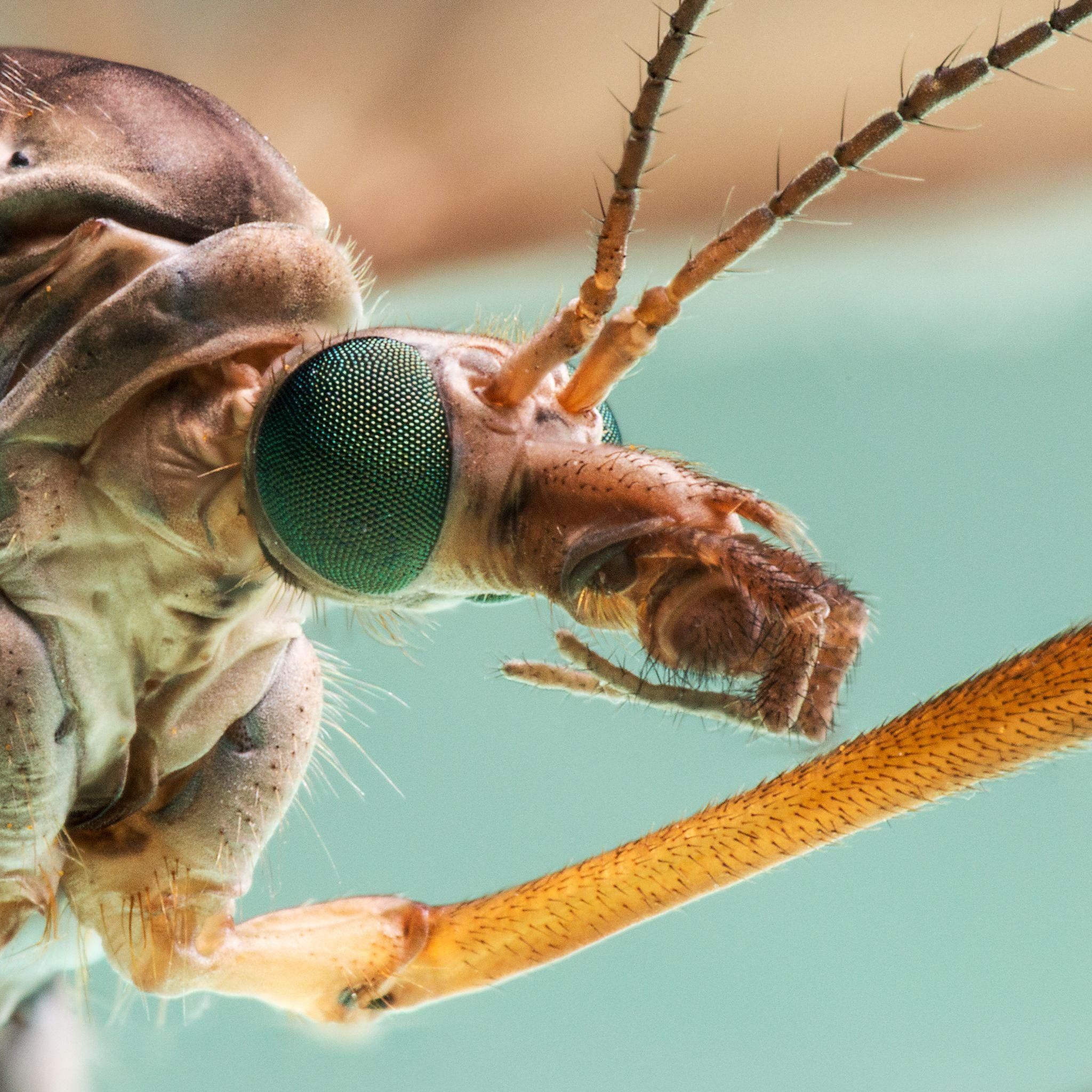 A crane fly found in an Edinburgh garden