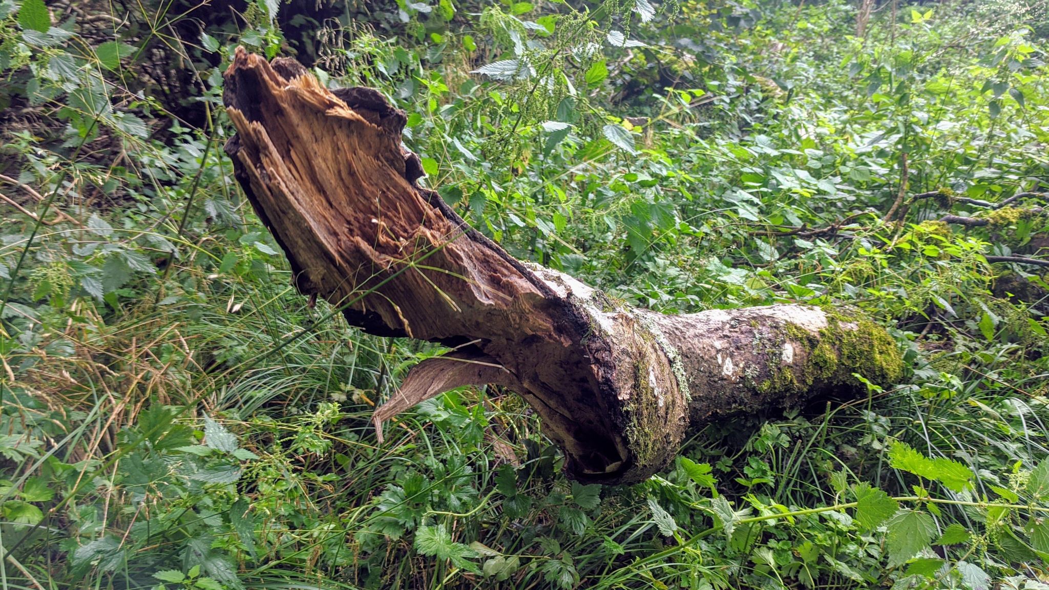 The trunk of an ash tree laid among plants on a woodland floor