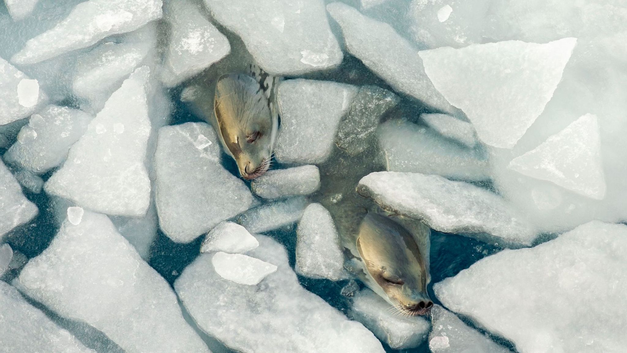 two seals poke heads out from the ice