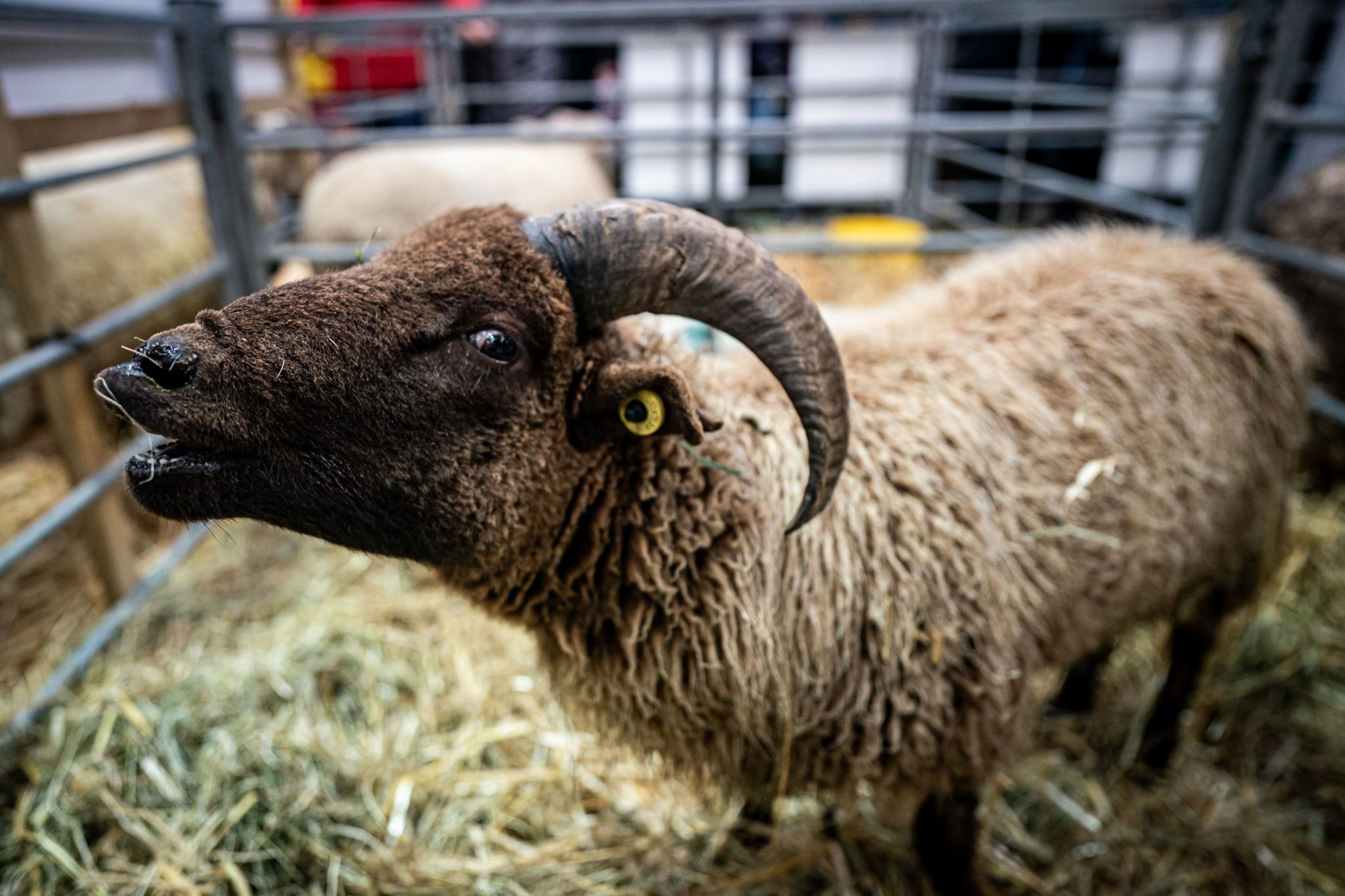 A photo of a sheep