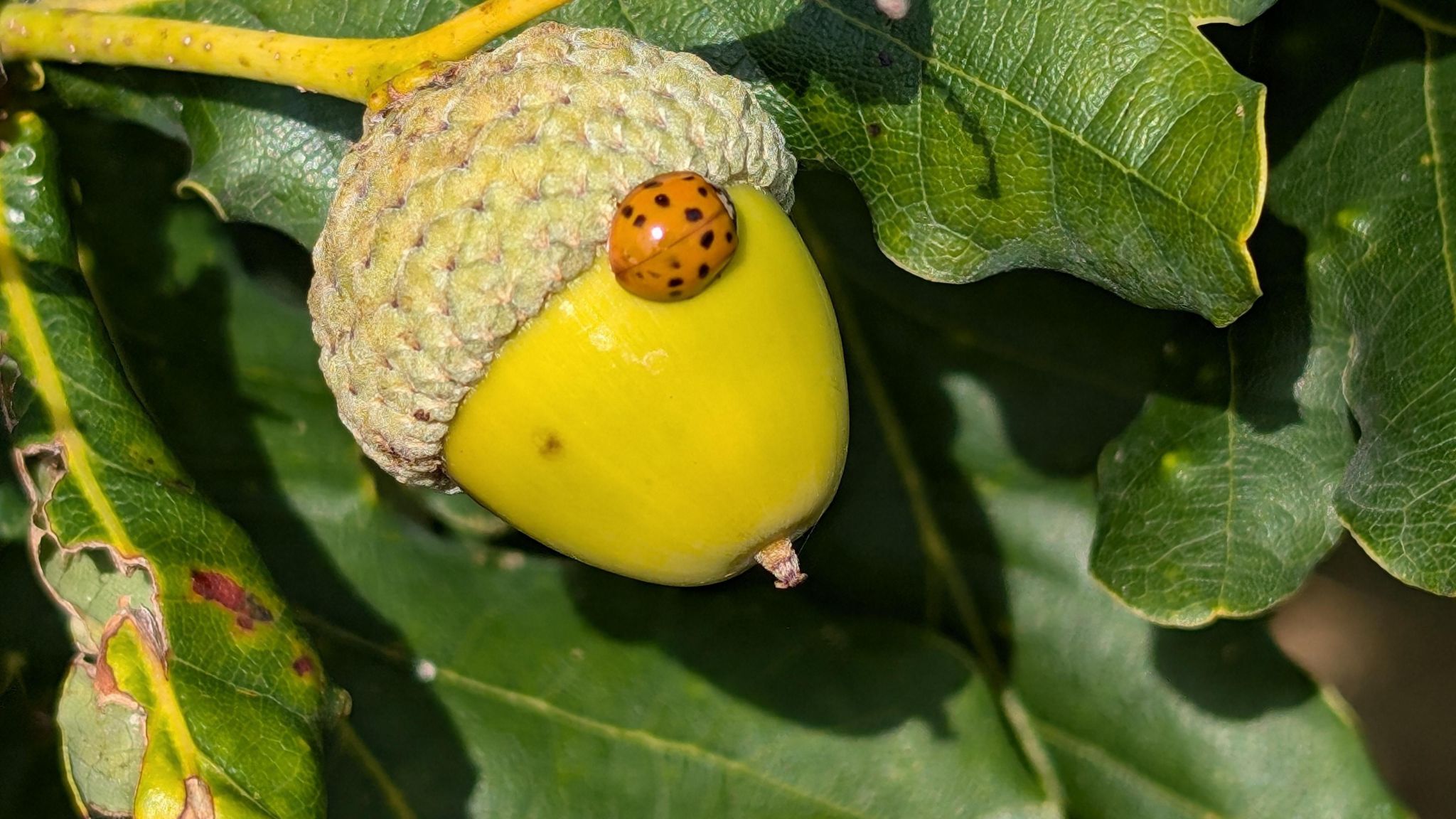 A ladybird sits on an acorn in this close-up photo. The acorn is attached to a tree with leaves in the background.