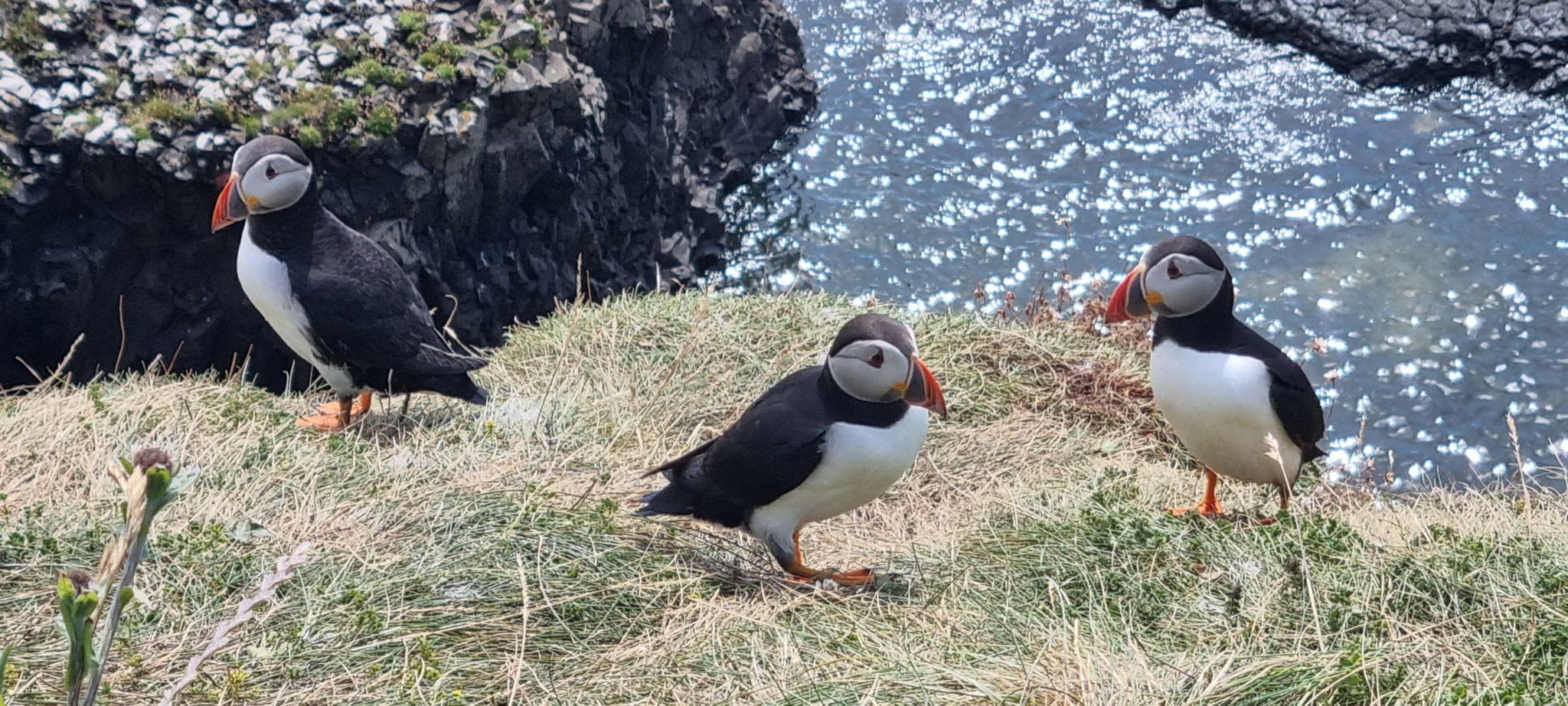 Three puffin's standing on a grass covered cliff overlooking sparkling blue waters