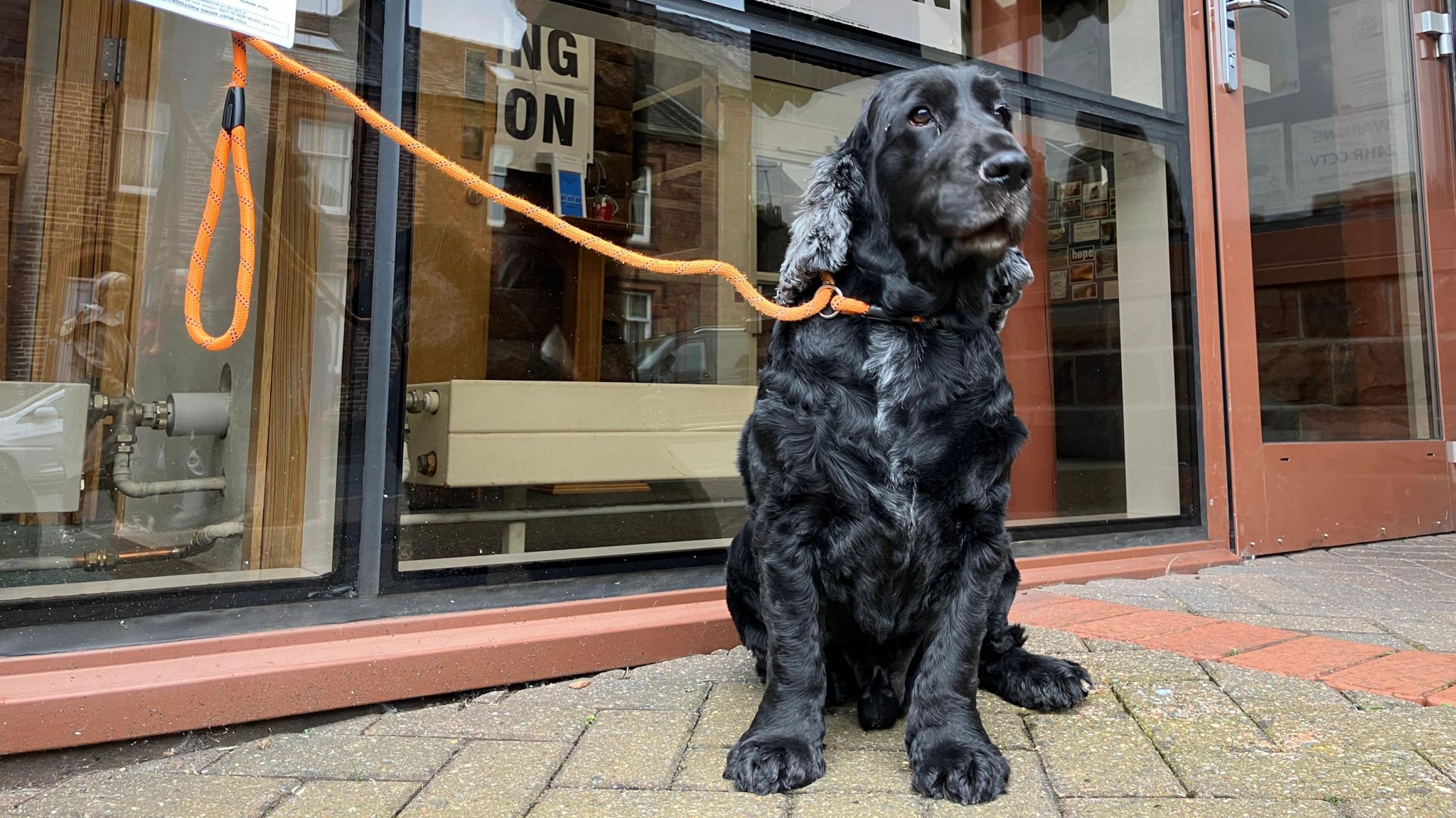 A black dog waits on a lead outside a polling station in Penrith, Cumbria