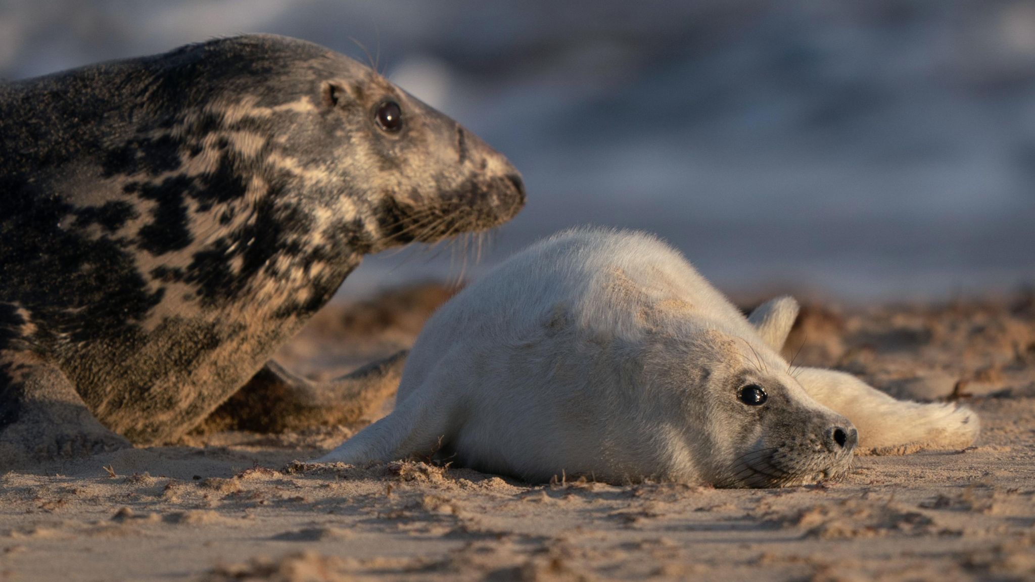 Seal pup and adult on Horsey beach