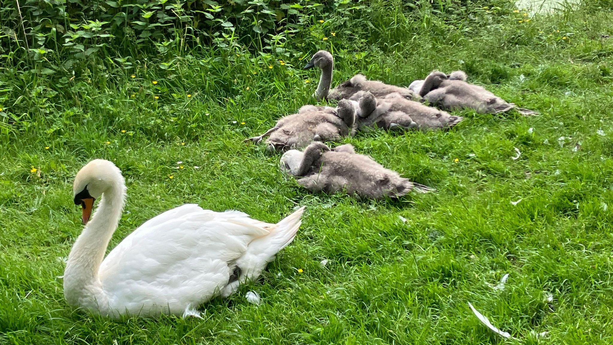 White female mute swan accompanied by five grey, fluffy cygnets
