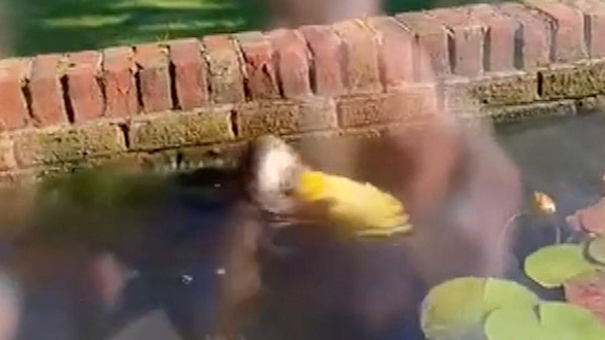 Otter in a fish pond