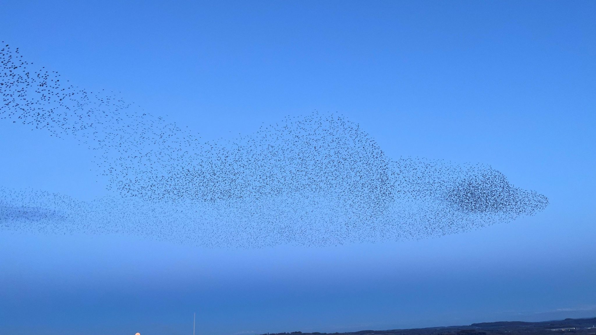 The murmuration in the shape of a bird