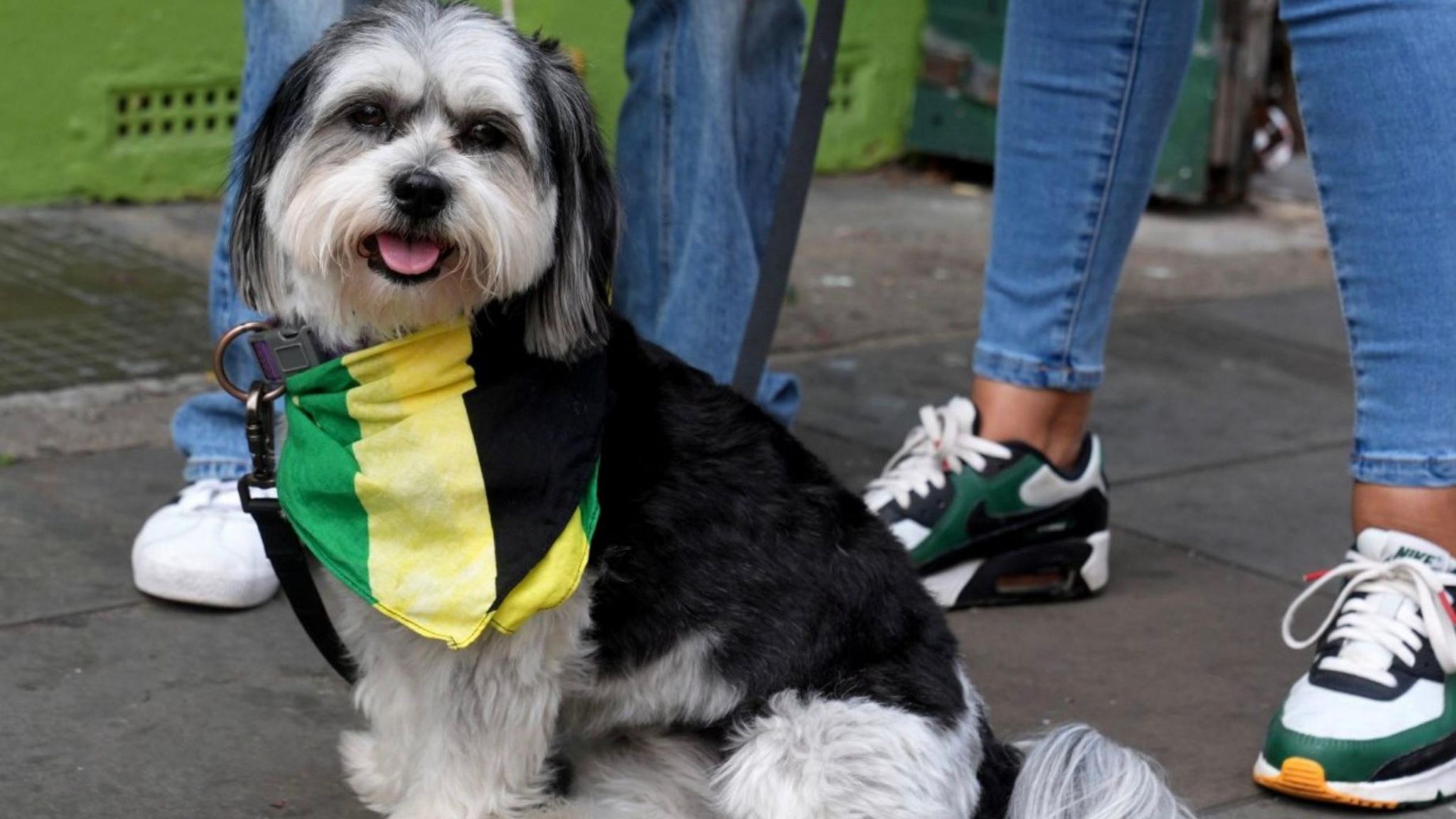 A dog wearing a green, yellow and black scarf 