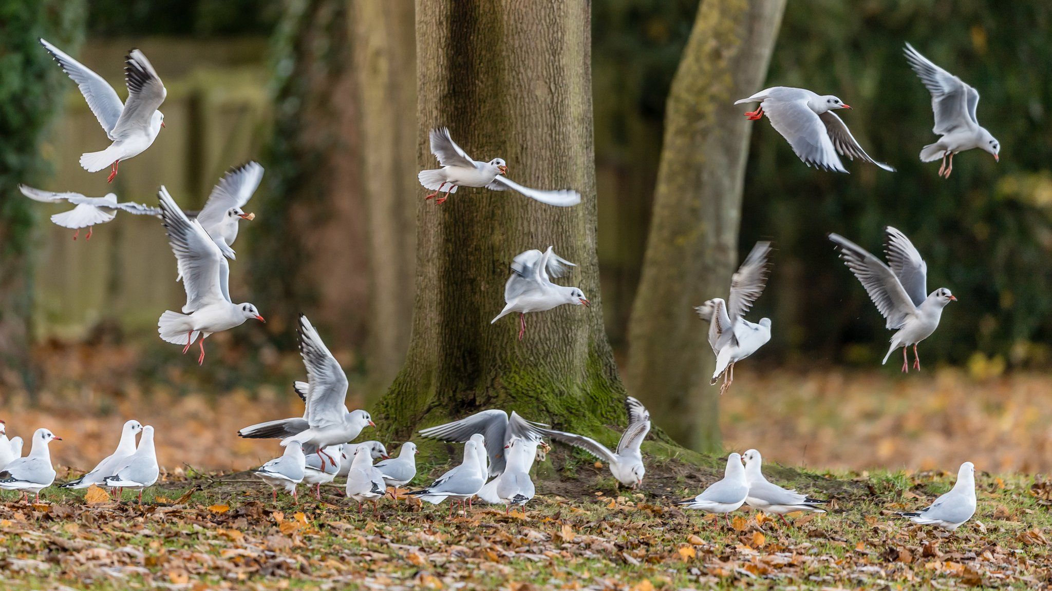 Black Headed Gull gather for feeding by local residents at South Parks