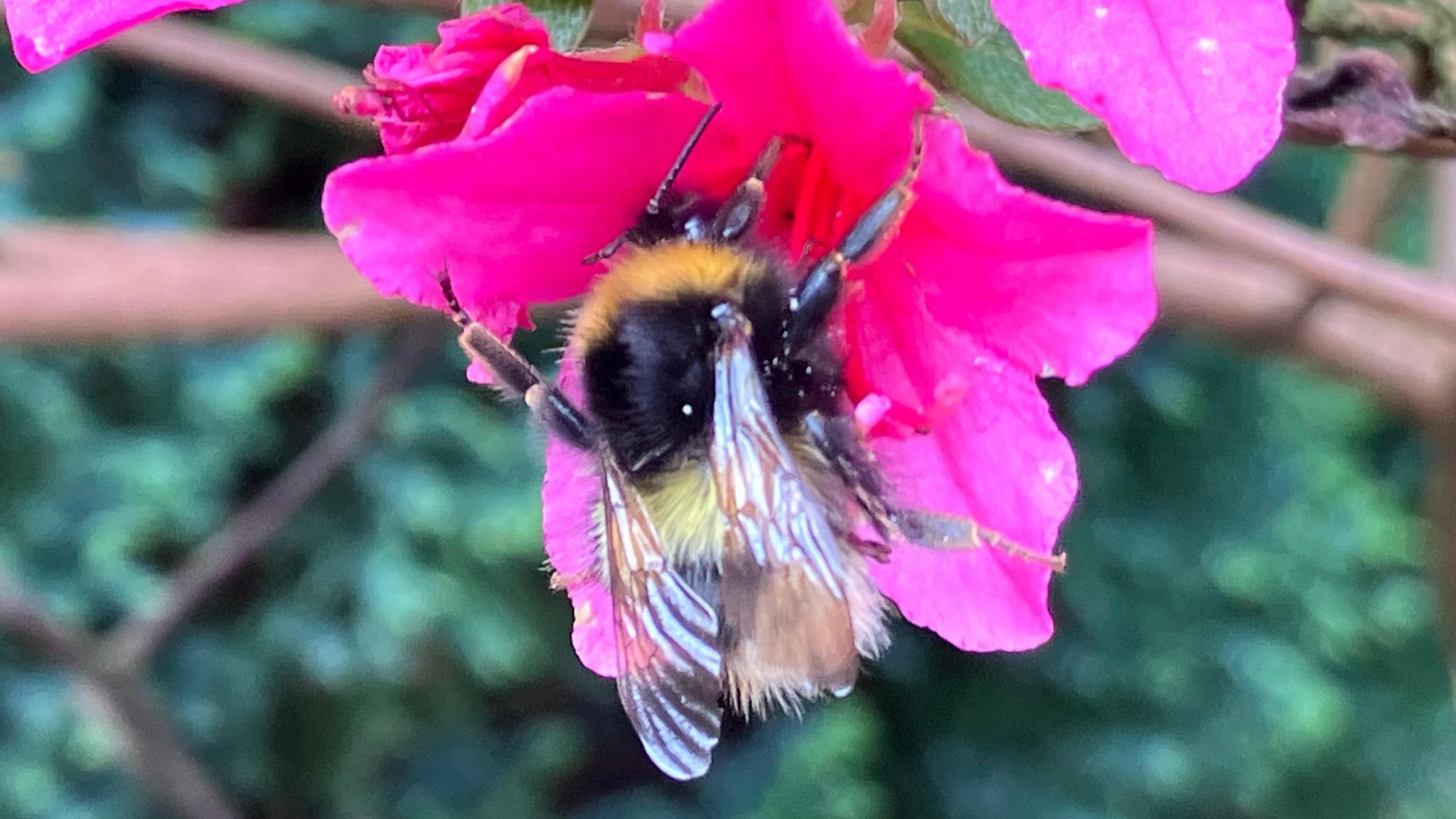 a bee in a flower