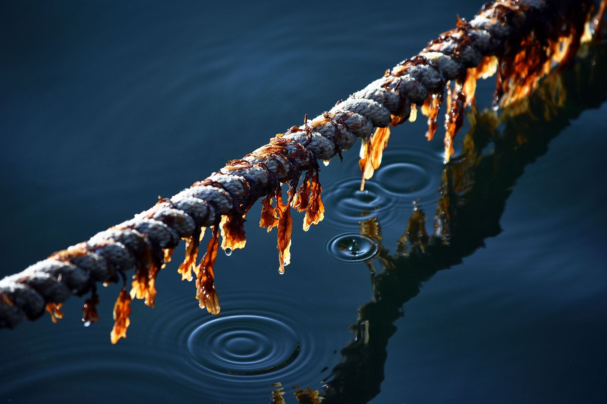 Water droplets on a piece of rope