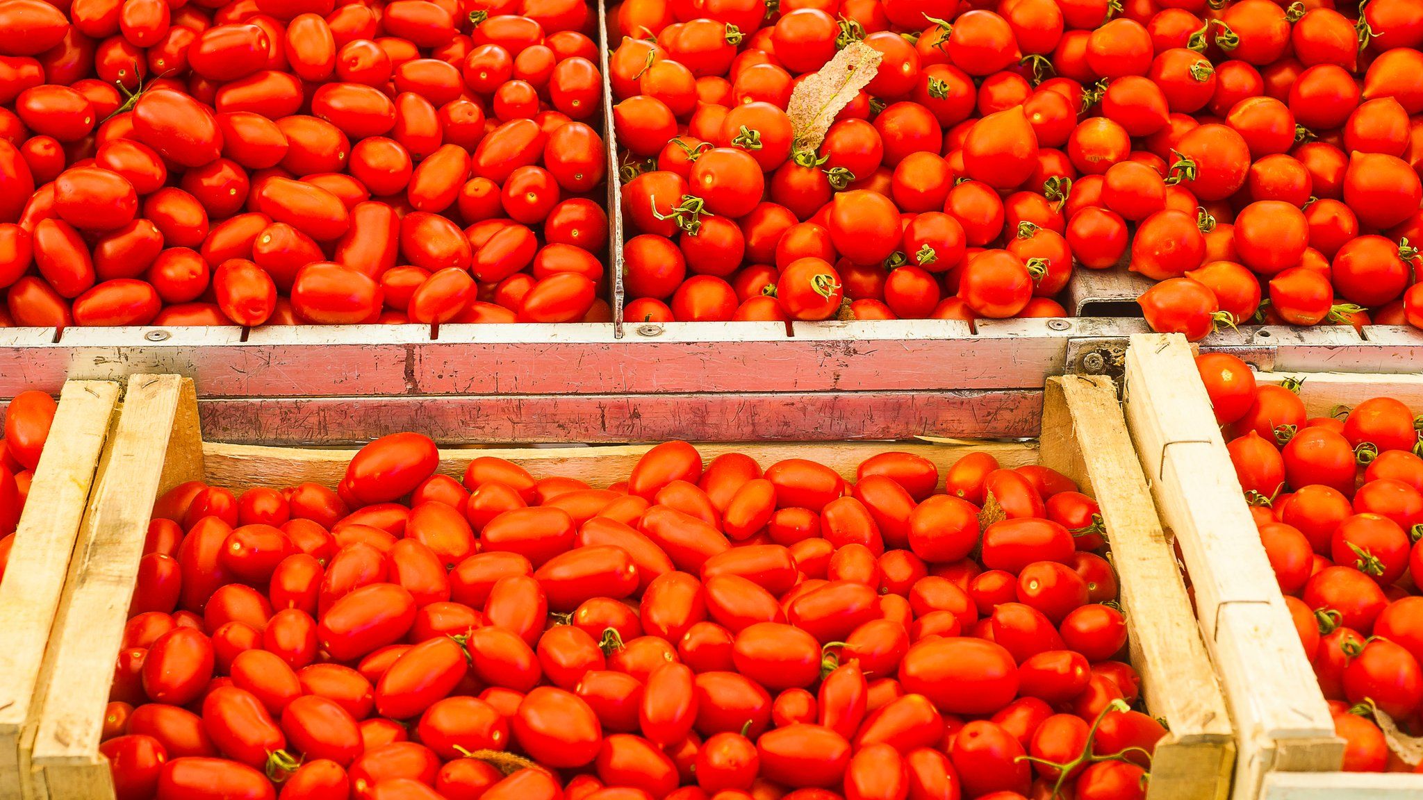 Tomatoes (file photo)