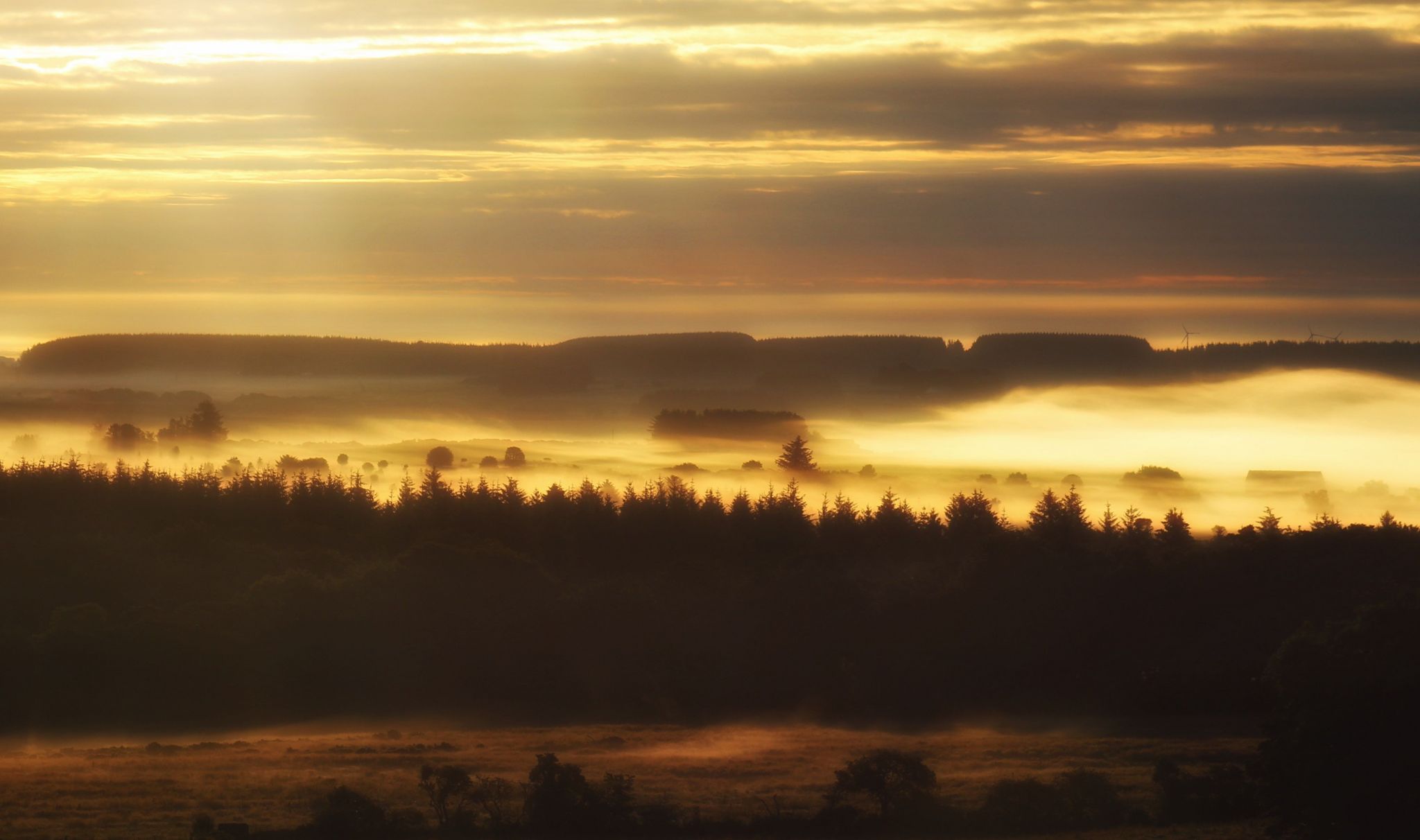 Landscape of a forest at sunrise with fog on top of the trees