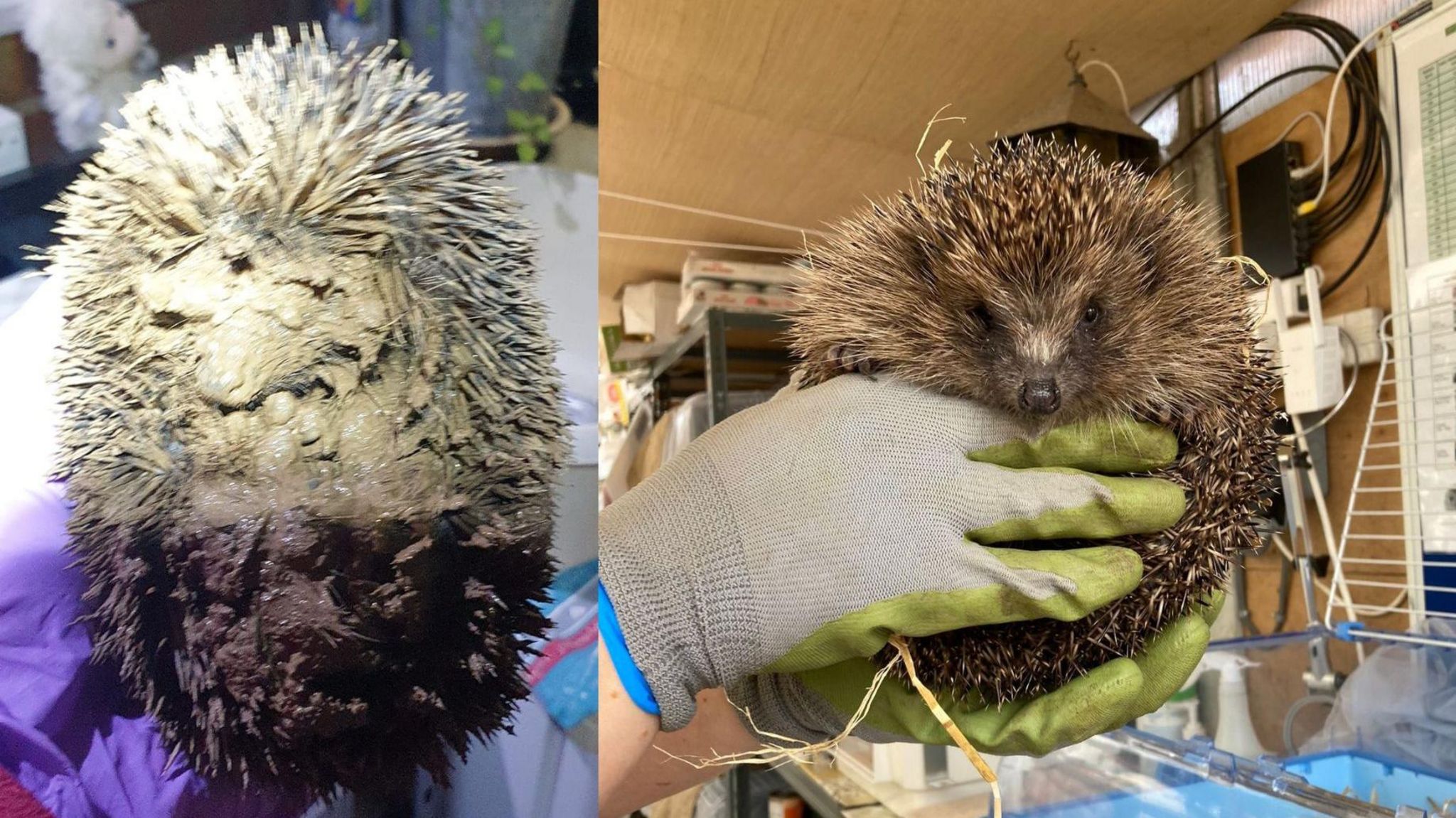 A side by side photo of Hope the hedgehog when she was found muddy and cold, and when she was released at a healthy weight
