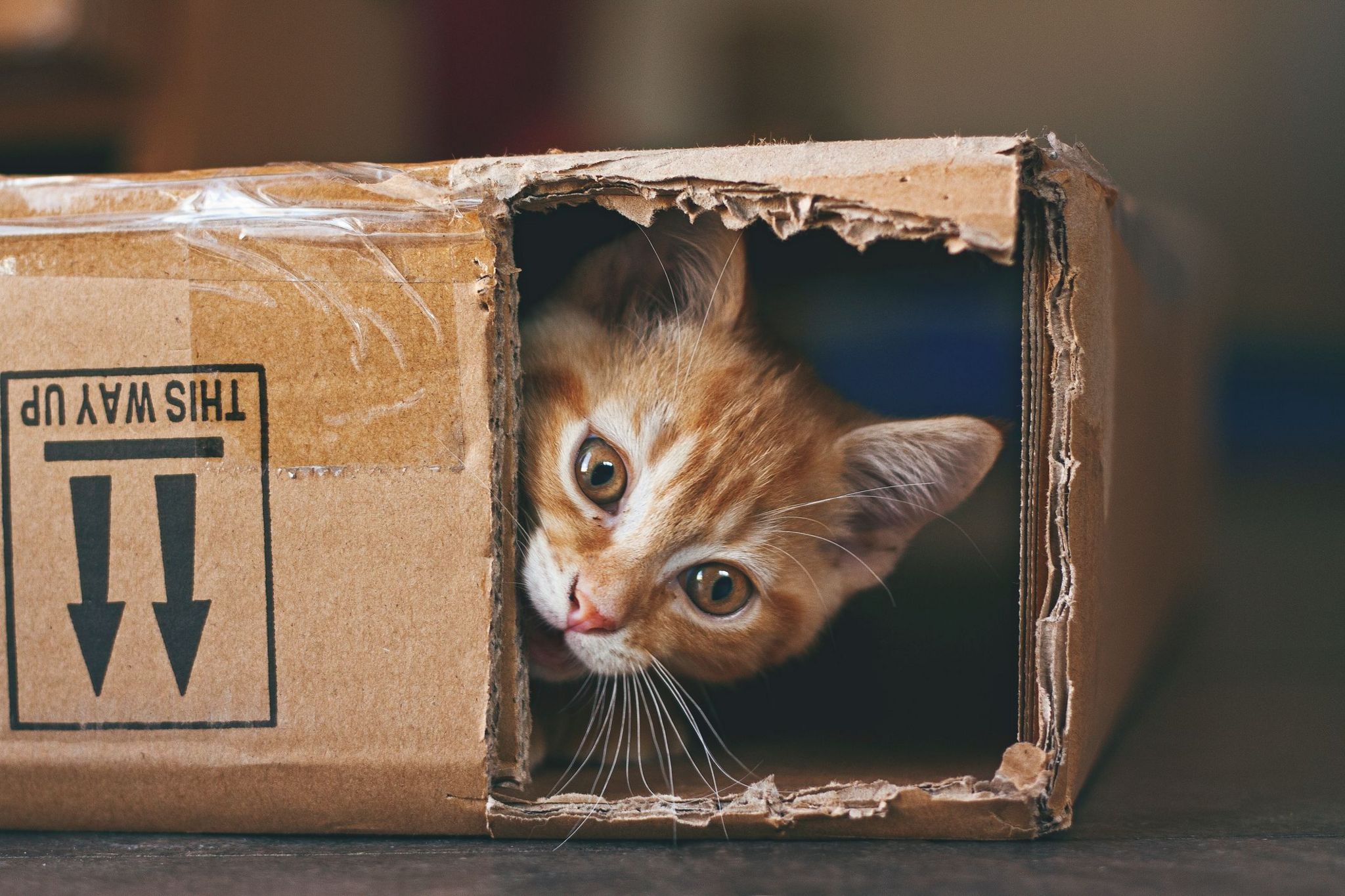 cat hiding in a box. 
