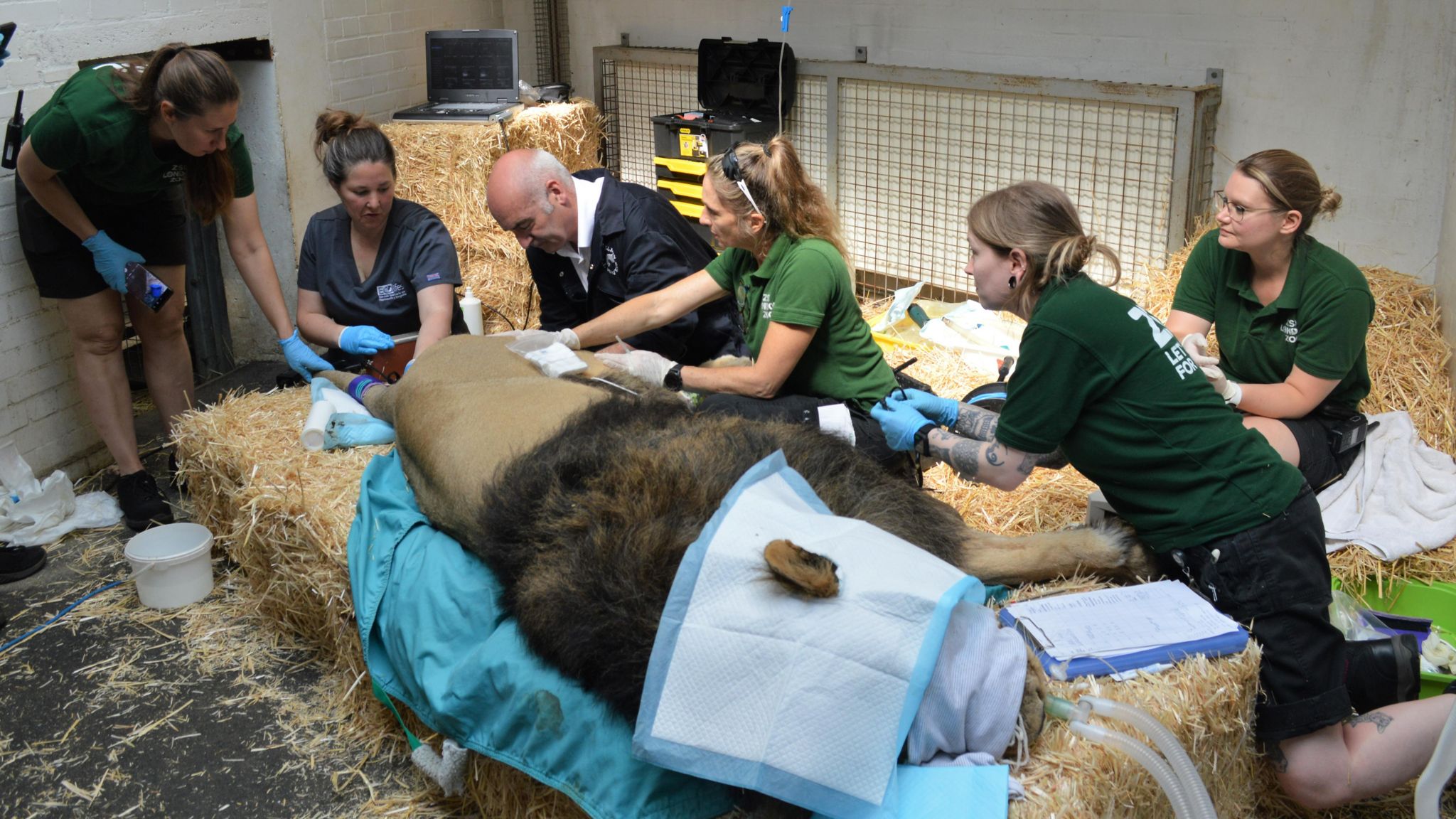 Un equipo veterinario limpia las orejas de un león
